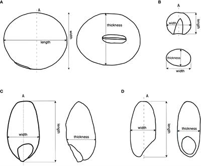 Charring-induced morphological changes of Chinese “Five Grains”: An experimental study